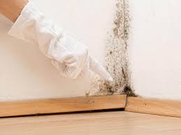 Best Real Estate Mold Inspection  in Fall River, WI